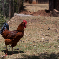 Rhein-Vallye Hospital